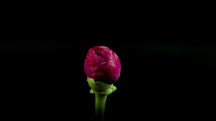 Time-lapse photography of camellia blossom