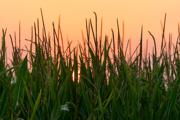 corn plants in an agricultural plantation at sunset, concept agriculture