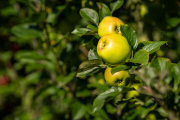 Green apples on tree ready to be harvested. Ripe green apple fruits in an apple orchard.