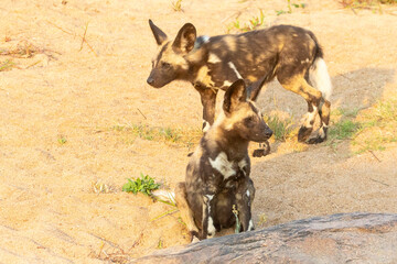 African Wild Dog or Painted Dog ( Lycaon pictus) puppies at dawn Kruger National Park, South Africa. IUCN Red List Endangered