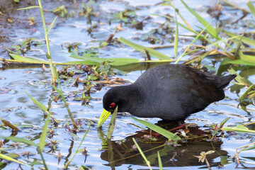 Black Crake (Zapornia flavirostra) wading in wetland habitat, Limpopo, South Africa