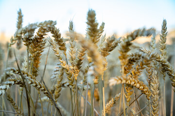 cornfield, field, grain, oats, field, farm