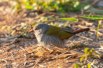 Green-winged Pytilia (Pytilia melba) aka Melba Finch male on the ground at sunset Limpopo, South Africa