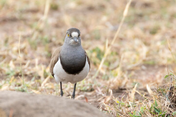 Senegal Lapwing or Lesser Black-winged Lapwing (Vanellus lugubris) foraging on the ground Kruger National Park, South Africa