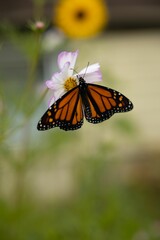 Monarch butterfly on pink flower