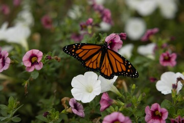Monarch butterfly on colorful flowers in a garden