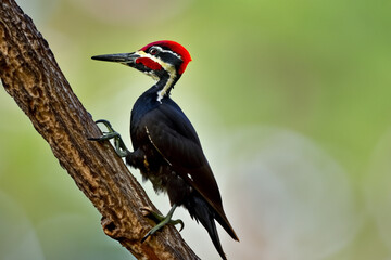 Obraz premium Woodpecker bird in nature with tree. wildlife wild animal concept. a woodpecker is a bird of nature grazing on the branches of a tree in the forest. woodpecker on the branches of a tree in nature.