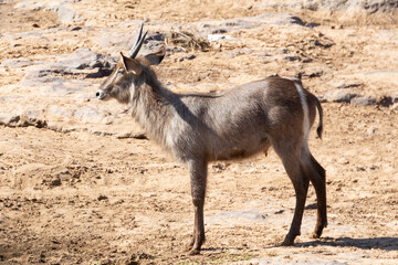 Common Waterbuck (Kobus ellipsiprymnus)