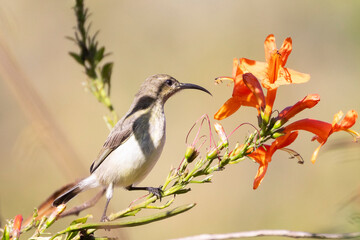 White-bellied Sunbird (Cinnyris talatala) female gathering nectar on Tecoma, Limpopo, South Africa. pollination, pollinator