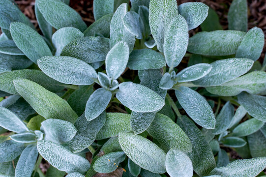 Lamb's-ears (Stachys byzantina) leaf texture background