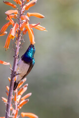 White-bellied Sunbird (Cinnyris talatala) male foraging for nectar on aloe with pollen on bill, Phalaborwa, Limpopo, South Africa