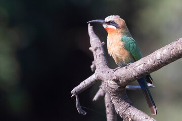 White-fronted Bee-eater (Merops bullockoides) perched in dead tree in forest habitat, Limpopo, South Africa