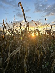 corn field at sunset