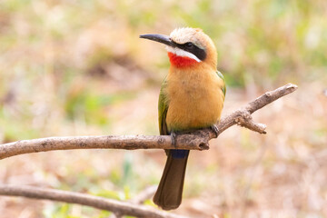 White-fronted Bee-eater (Merops bullockoides) in grassland savannah, Limpopo, South Africa