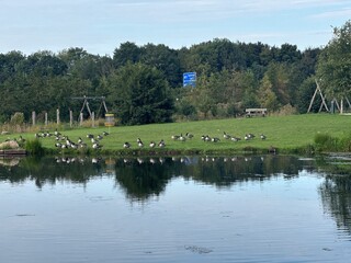 ducks moving in a flock within a goal