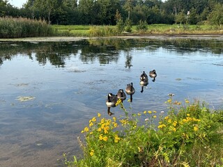 ducks moving in a flock within a goal
