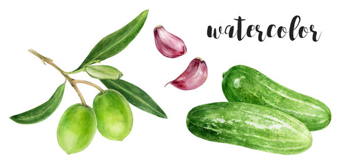 Hand-Painted Watercolor Olive Branch with Garlic and Cucumbers Botanical Illustration