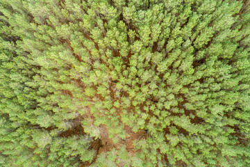 overhead view of a pine forest from a drone, nature concept