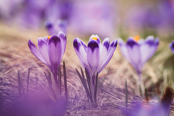 Spring crocus flowers, Easter background