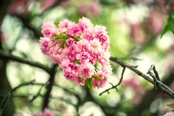 Sakura flowers blooming, spring seasonal Easter background