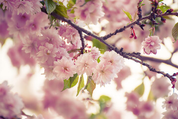 Sakura flowers blooming, spring seasonal Easter background