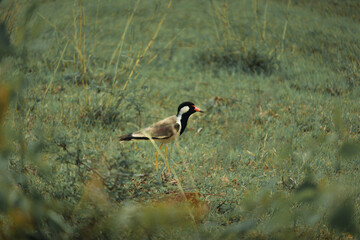 Red-wattled Lapwing - [Hoplopterus indicus]