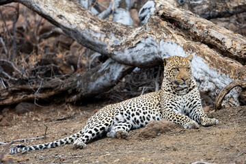 a mature male leopard resting next to a fallen tree
