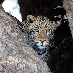 a male leopard in a big mashatu tree