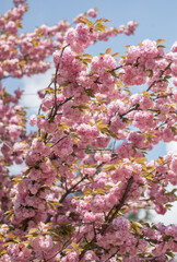 blossom in spring