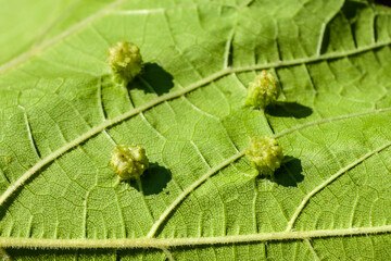 Grape leaf infected with aphid phylloxera (Dactylosphaera vitifoliae) - a serious horticultural and viticultural problem. Macro photo