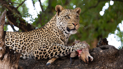 a young male leopard feeding on an impala carcass close-up