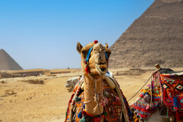 Camel rests near ruins of entrance to pyramid