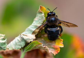 Resting Giant African Carpenter bee (Xylocopa mesotrichia), private garden, Uniondale.
