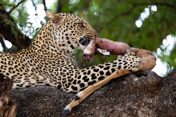 a young male leopard feeding on an impala carcass close-up