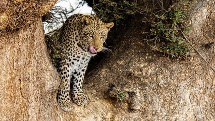 a male leopard in a big mashatu tree