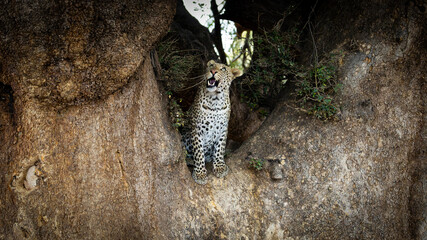 a male leopard in a big mashatu tree © Jurgens