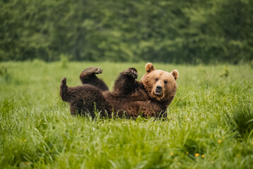 Hallo Bär © active exploration