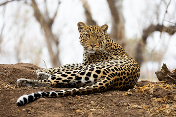 an eye-level photo of a female leopard during the dry season
