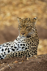 an eye-level photo of a female leopard during the dry season