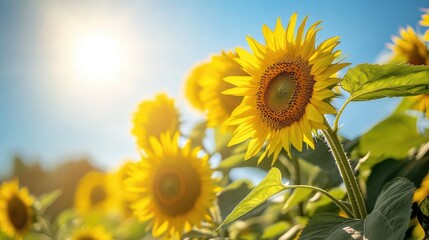 Fototapeta premium A field of sunflowers under a bright blue sky, showcasing nature's vibrant colors and the warmth of summer.