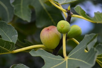 南蛮柿　イチジク（無花果）