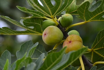 南蛮柿　イチジク（無花果）