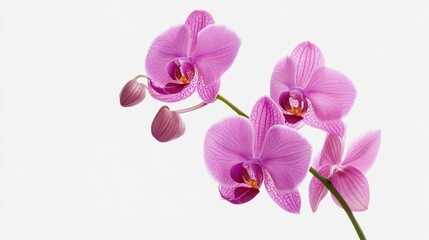 A tropical orchid with bright purple petals, floating against a minimalist white backdrop