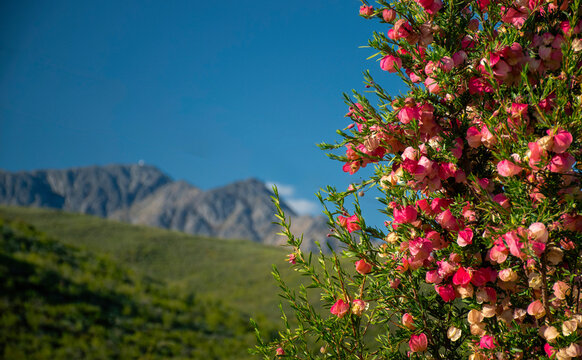 Klapperbos (Nymania capensis), a beautiful shrub which produces attractive pink, puffed-up seed pods,  beneath the Swartberg mountains near Doornkloof farm, De Rust.