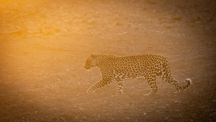 a leopard crossing a dry riverbed as the sun comes up