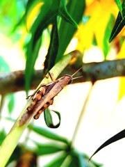 leafhopper resting under a lush leaf