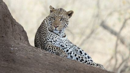 a male leopard eye level next to a termite mound
