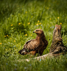 Adler