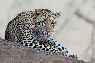 a male leopard eye level next to a termite mound