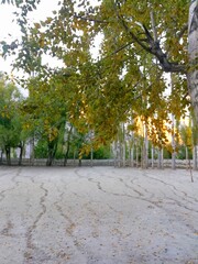 Obraz premium autumn in the park